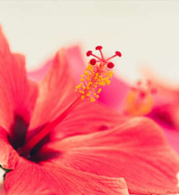Wellness treatment ALOHA DUO