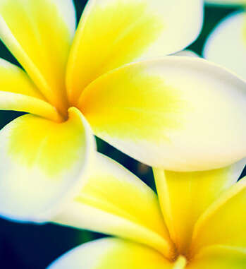 Wellness treatment FINE FLOWER DUO ESCAPE